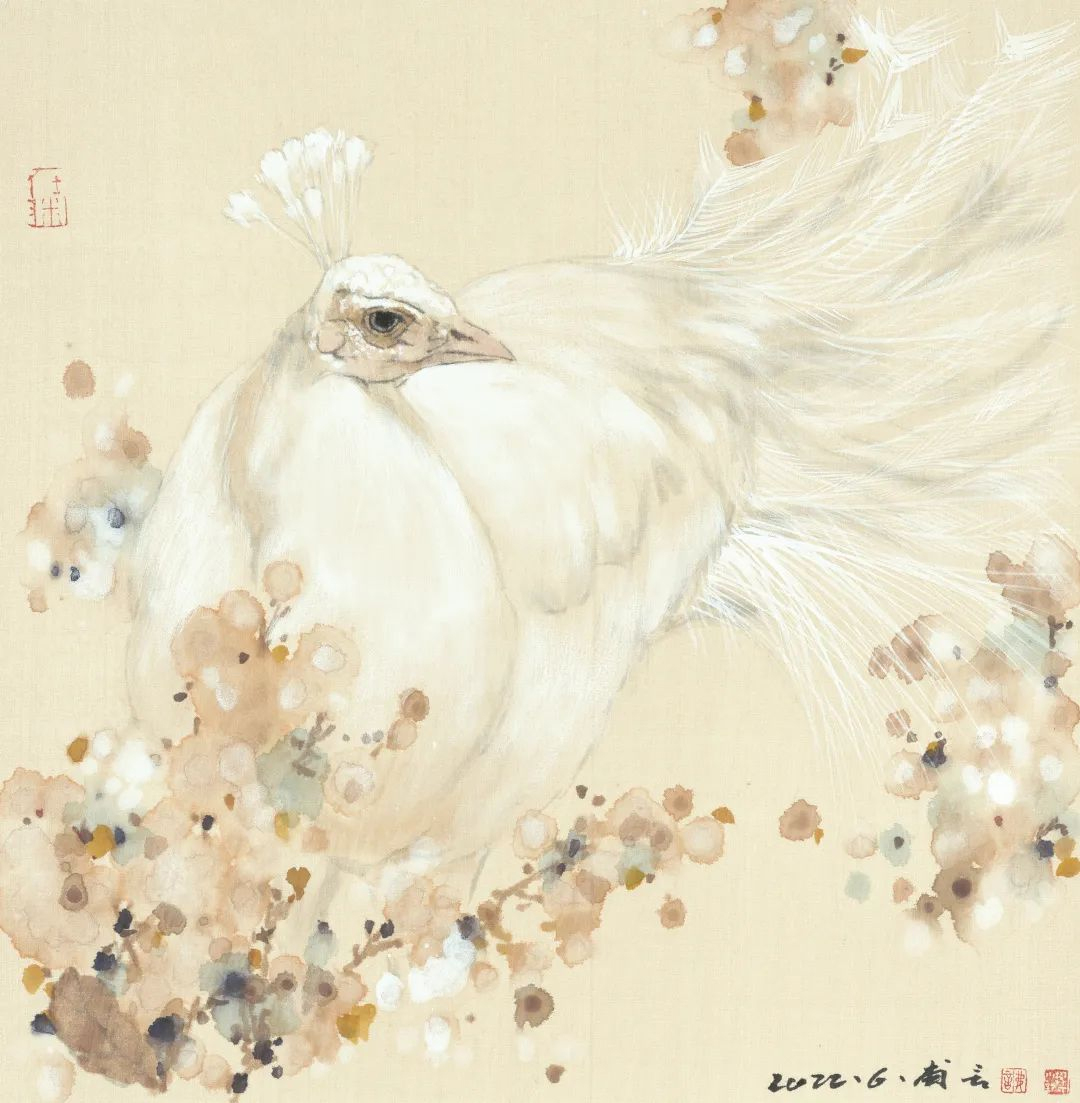 11 樊磊 白孔雀 33x33cm 绢本彩墨2022年